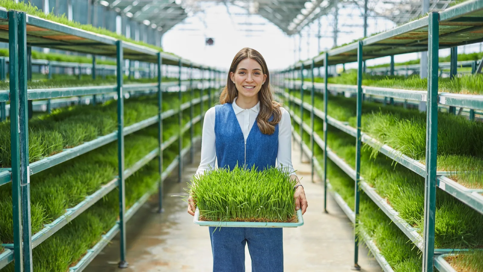 Buğday çimi ile Türkiye'de bir ilki başaran girişim: Ancient Greens